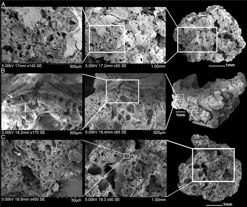 Scanning electron microscope images of bread-like remains from Shubayqa 1.